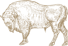 buffalo illustration